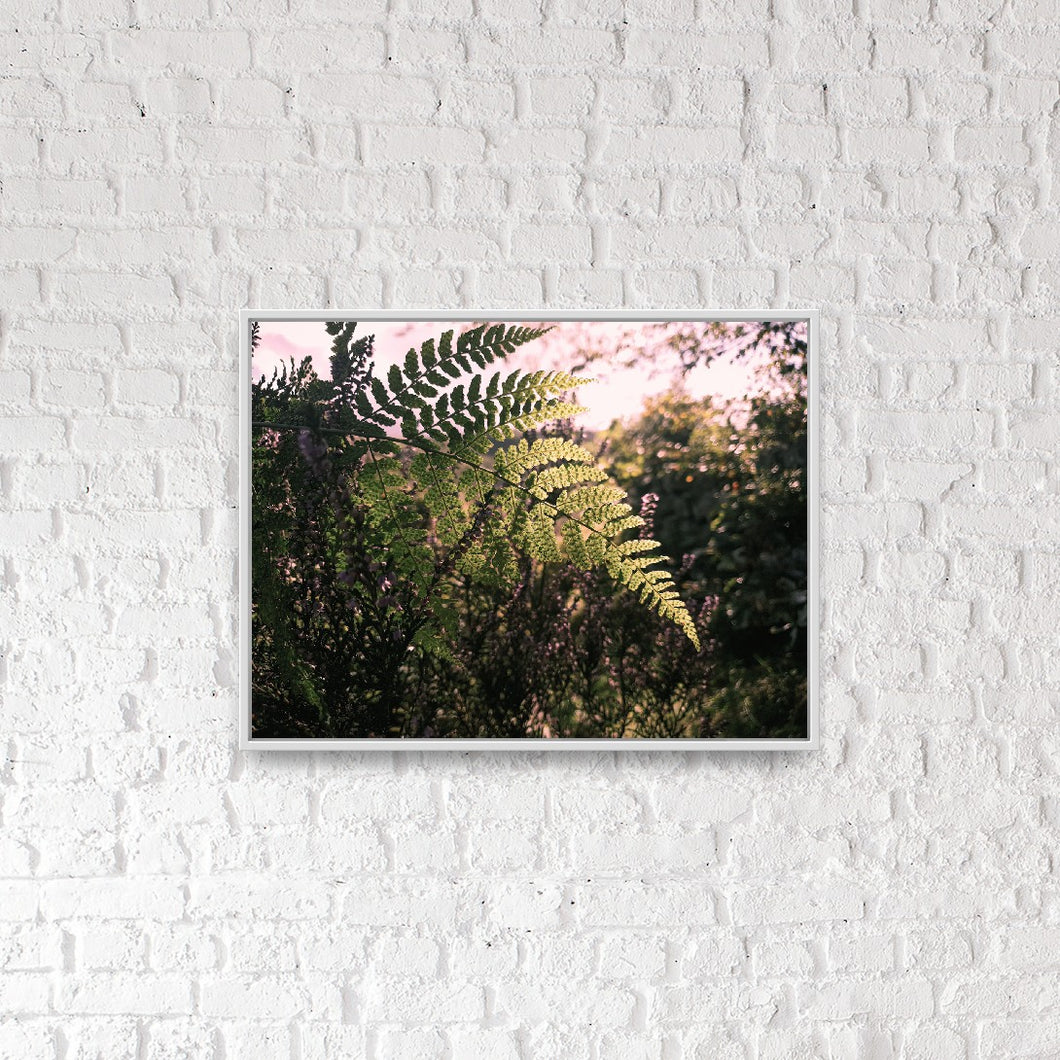 Fern - Photographic Print