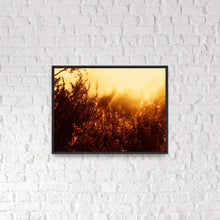 Load image into Gallery viewer, Golden Flora - Photographic Print
