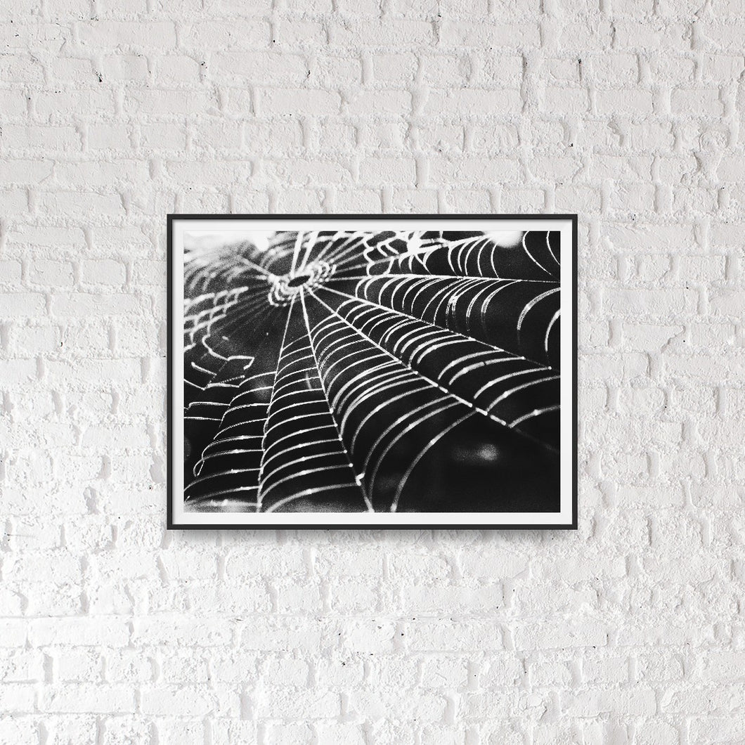 Everything Connects - Photographic Print